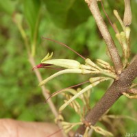 Scurrula parasitica L.